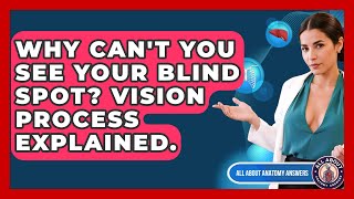 Why Can't You See Your Blind Spot? Vision Process Explained. - All About Anatomy Answers