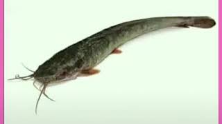 Teka-Teki Tentang 7 Hewan