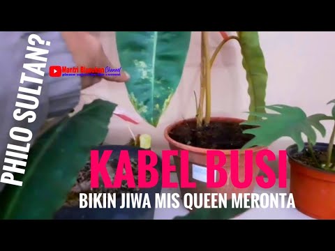 Video: Berapa biaya untuk busi dan kabel?