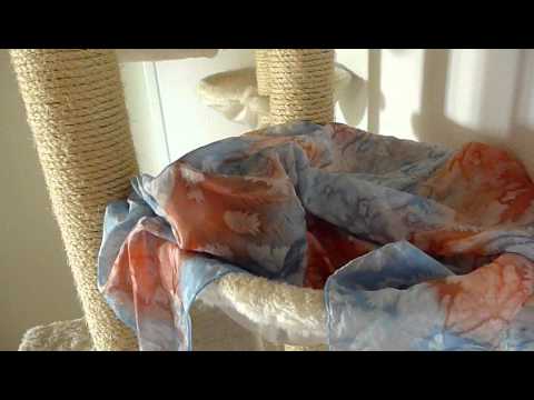 Sphynx Noong oder ein Gespenst? Sphynx Noong or a ghost?