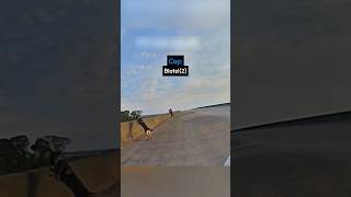 Police Dog Jumps Off a 40-Foot Bridge 🐕🚔😲 #bodycam#cops#police