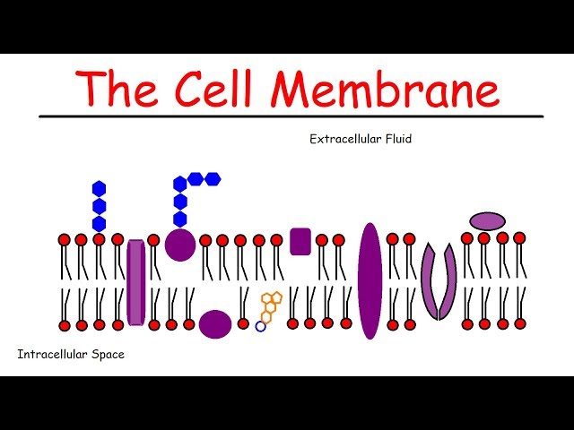 The Cell Membrane class=