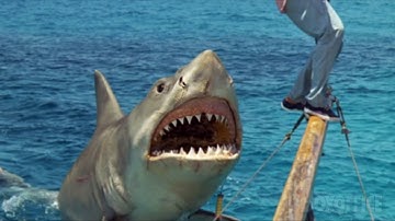 The Best Shark Attacks from Jaws: The Revenge 🌀 4K