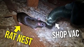 The FASTEST way to Get Rid of Rats in your Kitchen...shop vac