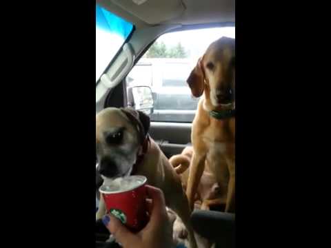 Cooper And Daisy Share A Pup A Cino Youtube