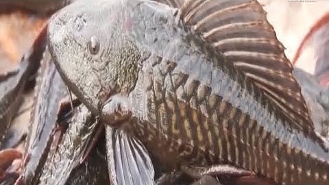 LOÀI CÁ KỲ LẠ CÁ LAU KÍNH #thiennhienhoangda #vietnam #thinhhanh #calaukinh #batca