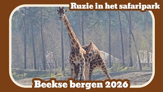 Ruzie In Het Safaripark beekse Bergen 2026