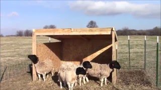 Showing a finished sheep shelter we put together in a few hours for under $50.