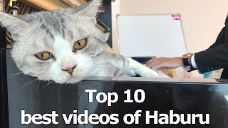 Top 10 best videos of Haburu  The best music of all time