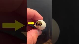 Man Rescue A Tortoise Egg