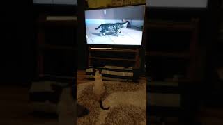 Ориентальная кошка Арси смотрит по телевизору смешное видео с кошками by Della Strit 56 views 4 years ago 1 minute, 21 seconds