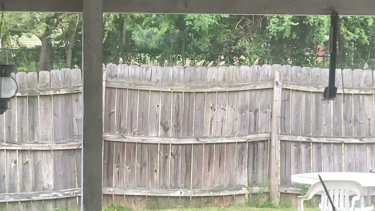 Birds on the fence clip