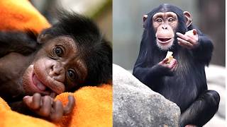 The Chimp Who Got a Second Chanceโฆ Stevie Turns 4!๐