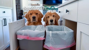 When Your Dog Gets into the Trash...
