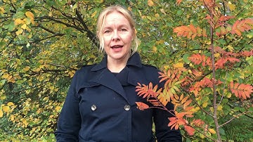 Researchers Virolainen and Nygren: What Supports Adult Employees in Adapting to New Technology?