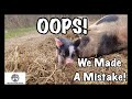 Pastured Pigs Piglets - BIG Mistake!