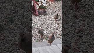 weimaraner partridge close encounter, all ends well #dogs