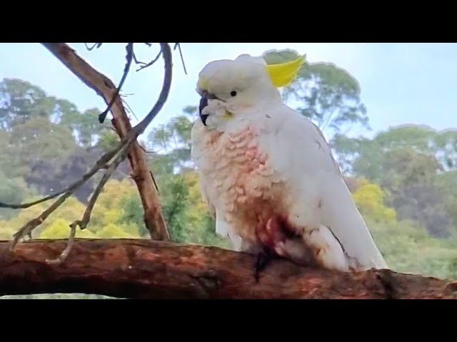 Injured Wild Cockatoo COMES FOR HELP!!!🕊️🤕🚑🏨🩺🩹😷😊 class=