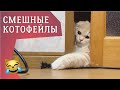 ФЕЙЛЫ #29 СМЕШНЫЕ НЕУДАЧИ И ПРИКОЛЫ С КОШКАМИ / Funny Cats