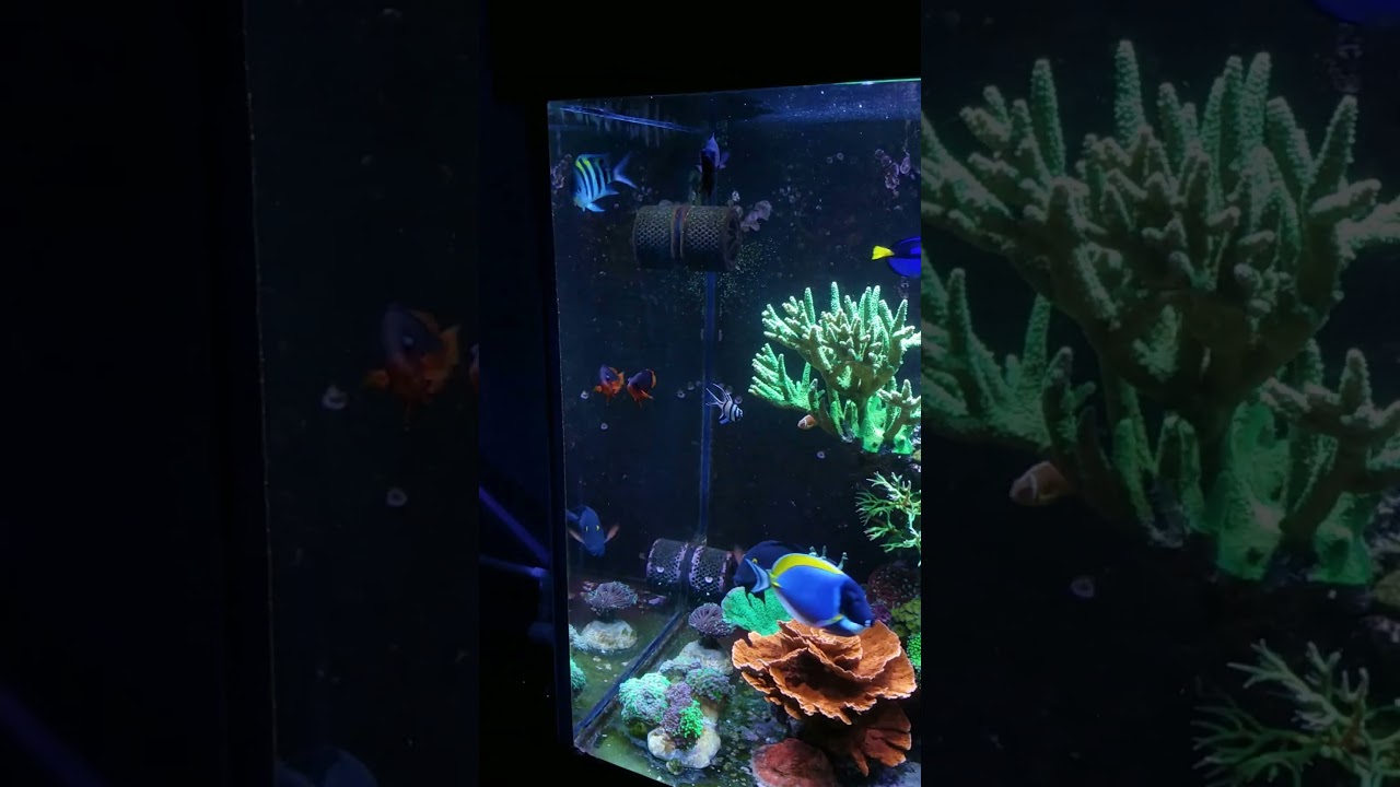 A Closer Look At The Sergeant Major Damsel Fish | 300 Gallon Reef Tank 