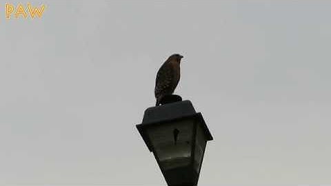 Red-shouldered Hawk vs. Red-tailed Hawk Calls