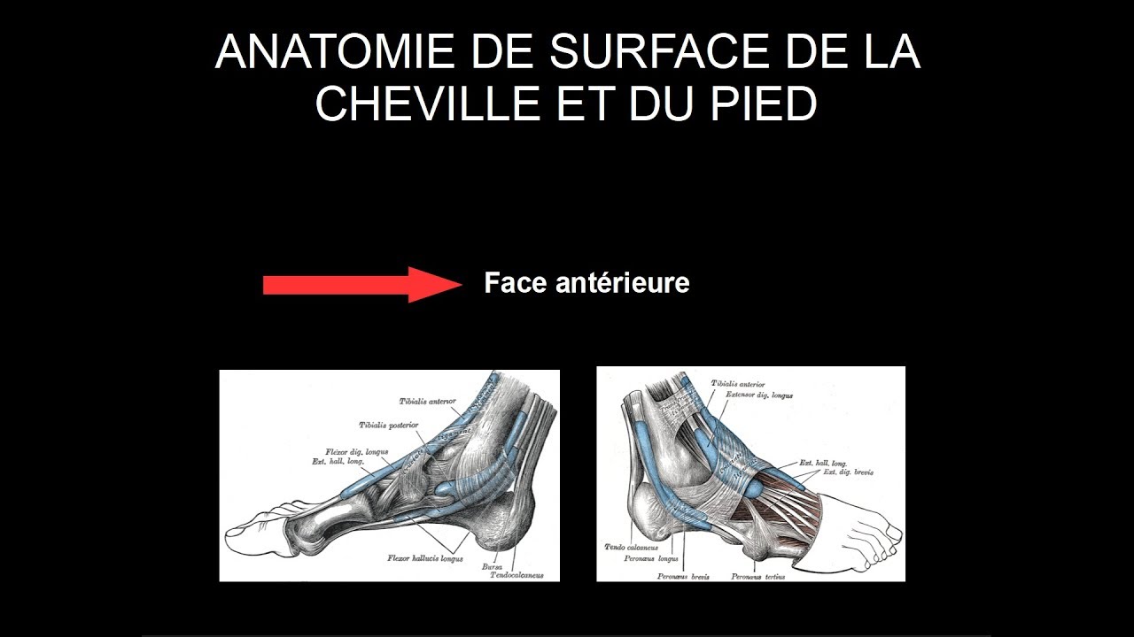 pied piper 読み方 Anatomie de surface cheville et pied - Face antérieure