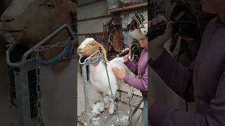 How did first time climbing goat go? #goats#tipsandtrick #music #countrymusic #cowgirls#clipping