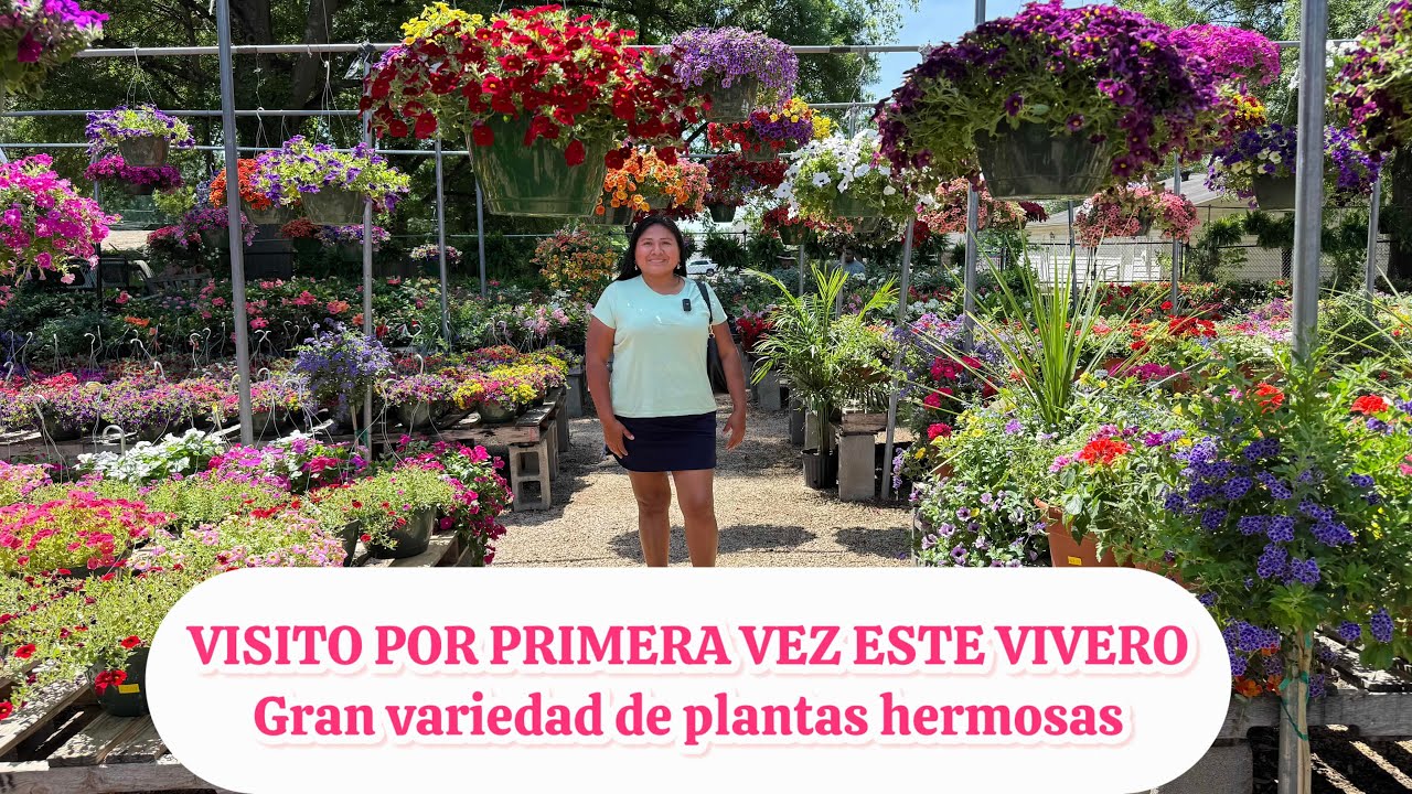Gran variedad de plantas hermosas Petunias, geranios,begonias hortensias y más