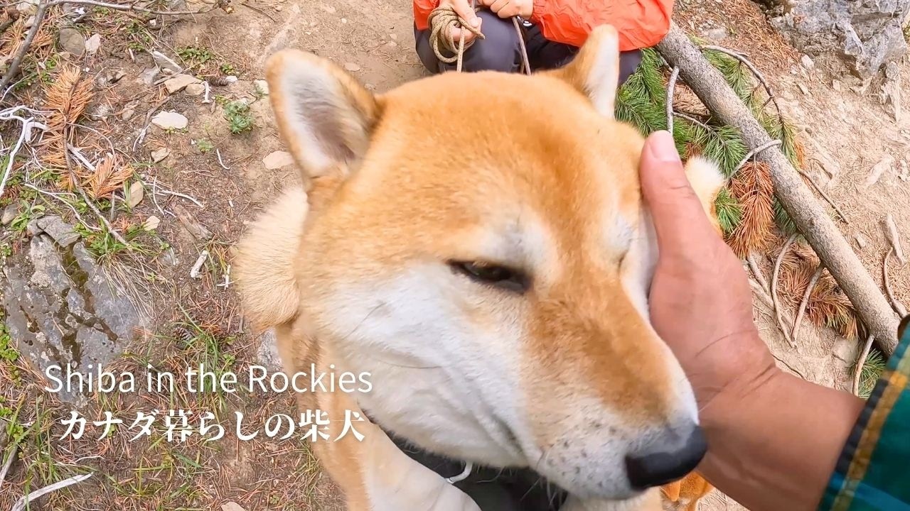 Shiba Inu Happily Welcomes Her Owner Back from a Dangerous Place