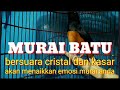 MURAI INI AKAN memancing emosi murai batu ANDA DAN LANGSUNG NGEPLONG.