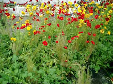 Video: Cleoma (51 Foto): Piantare E Prendersi Cura Di Fiori In Campo Aperto, Cleoma Spinoso E Bianco Nella Progettazione Del Paesaggio, Piantine In Crescita. Come Piantare I Semi?