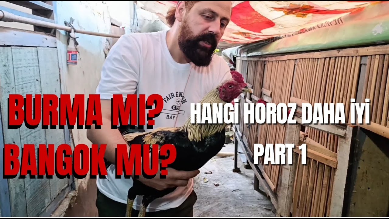 Burma ve Bangok 1 Hint horozları . Endonezya Şampiyon Damızlıkçısıyla söyleşi- Şampiyonlar geçidi.