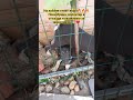 Ставлю собачкам много воды они купаются а малышей в дом забрали очень жарко помощьбездомным Ставлю собачкам много воды они купаются а малышей в дом забрали очень жарко помощьбездомным