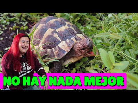 Video: ¿Pueden las tortugas comer tártago?