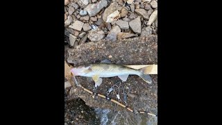 Kentucky River Sauger Hd 1080P