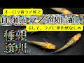 オーロラ黄ラメ幹之のF1選別 疲労困憊しながら選別したのにラメに多色感なしwww 【メダカ飼育 073】