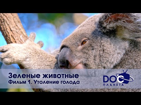 Зеленые животные - Фильм 2. Утоление голода - Документальный фильм