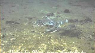 Cuttlefish fight