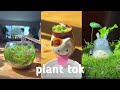 planttok/gardening tiktoks (@benjiplants)