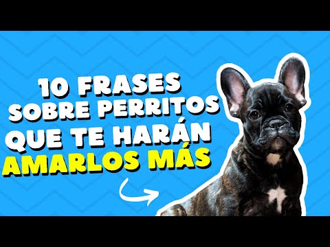 #😉"10 Frases Inspiradoras sobre Perritos: El Amor Incondicional en Cada Palabra" 15 frases de amor incondicional hacia los perros que te robarán el corazón