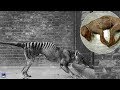 10個已滅絕動物的生前錄像，太珍貴了！