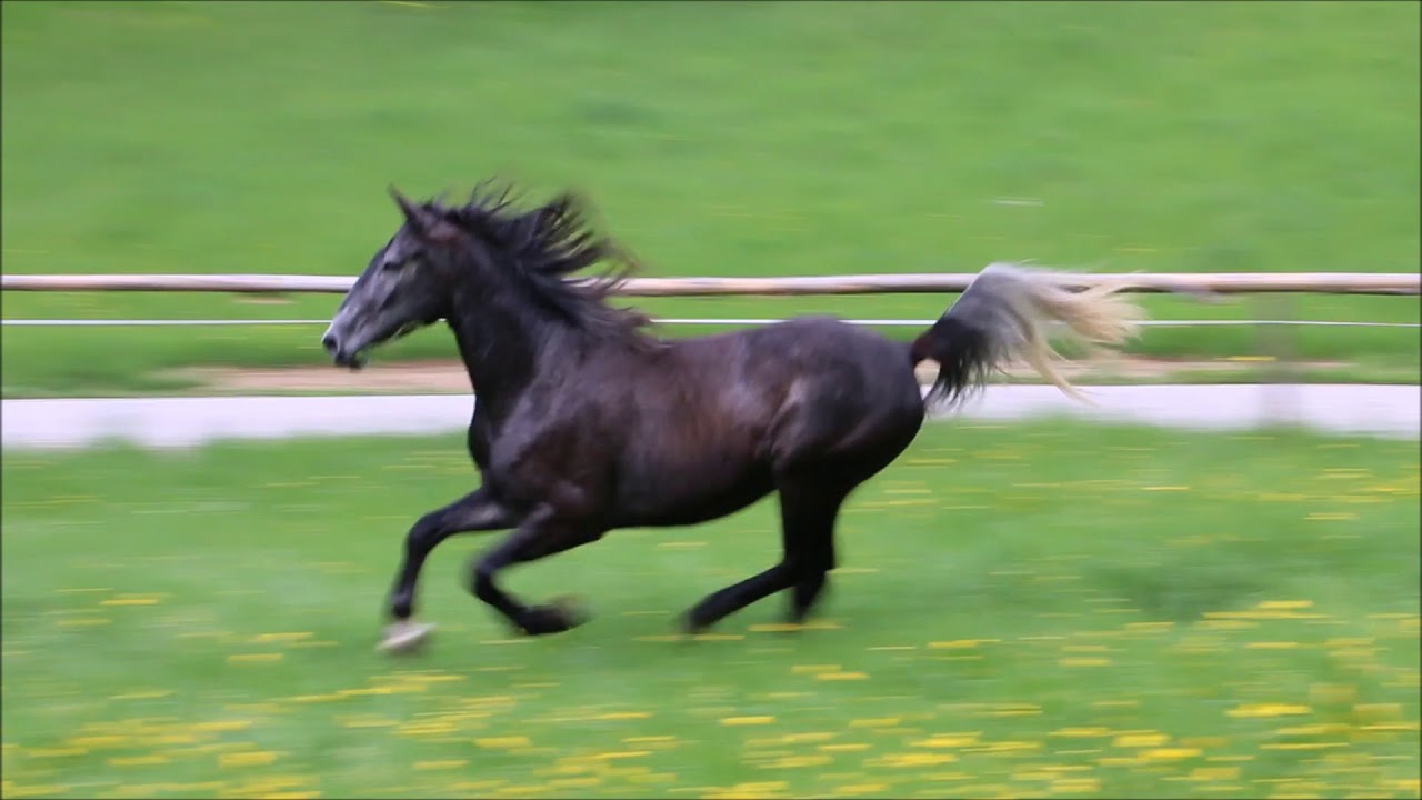 Lipizzaner wallach  Favory Thais (2015) zu verkaufen!