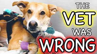 This Dog's Alive Because Family Knew The Vet Was Wrong! | DOGS+ by DOGS+ by Rocky Kanaka 1,719 views 2 years ago 3 minutes, 21 seconds