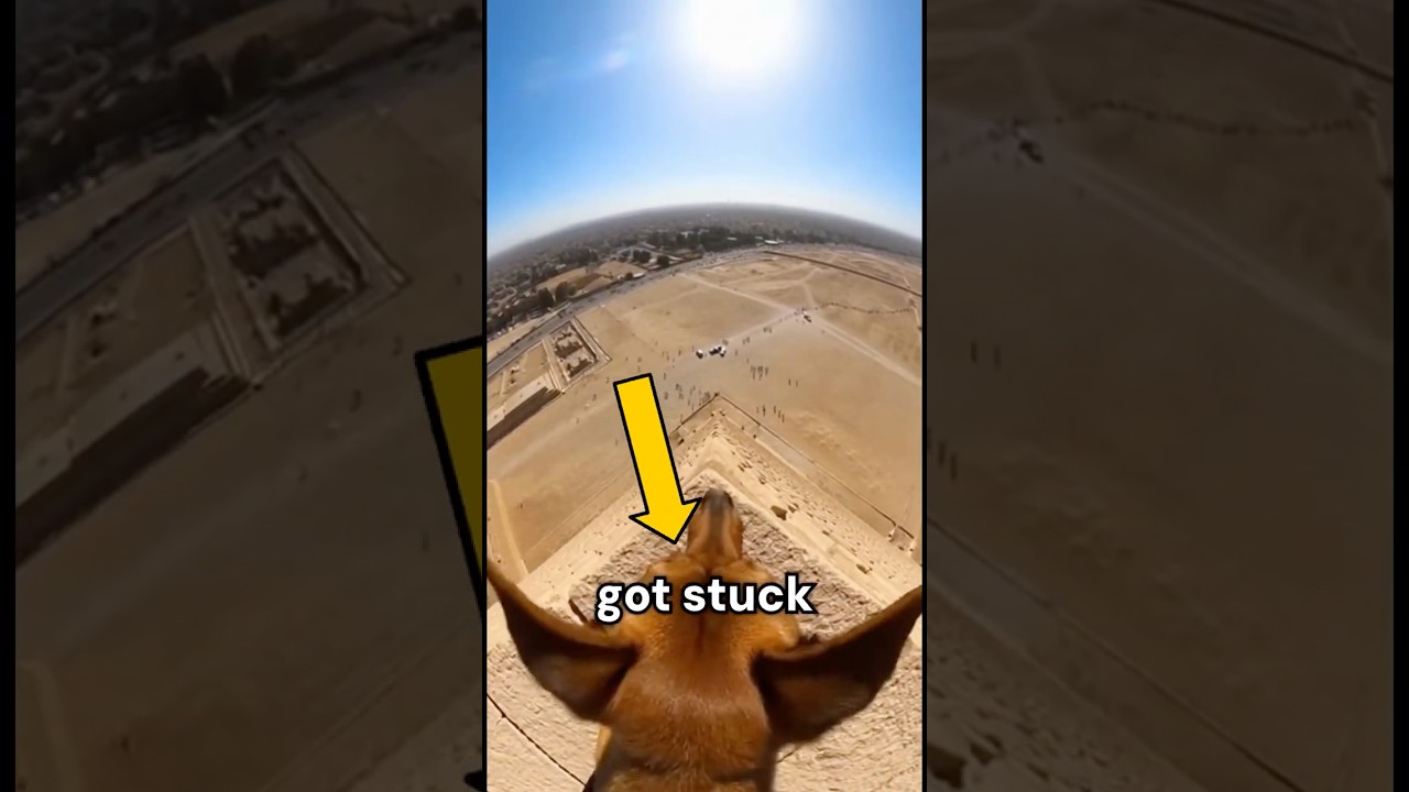 Никто не помог её собаке… А потом случилось вот это.