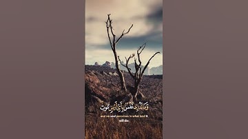 سورة لقمان.. تلاوة هادئة. حالات واتس آب #قران_كريم