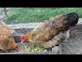 Бролеры чуть не съели цыплят! 🐔🐤