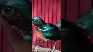 Download Burung Kolibri Wulung #shorts Video MP3 Burung Kolibri Wulung #shorts