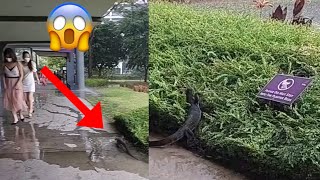 Shocked by a Monitor Lizard at Gardens by the Bay on a rainy Sunday (Wild Encounters)