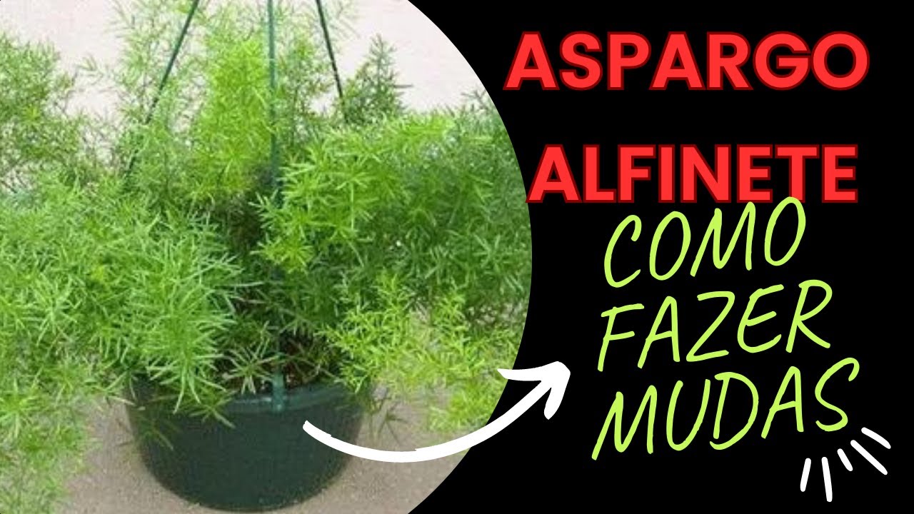 Fácil como fazer mudas de aspargo alfinete