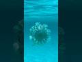 Cassiopea andromeda.  #cassiopea #jellyfish #shorts #underwater #tropical #swimming #snorkeling